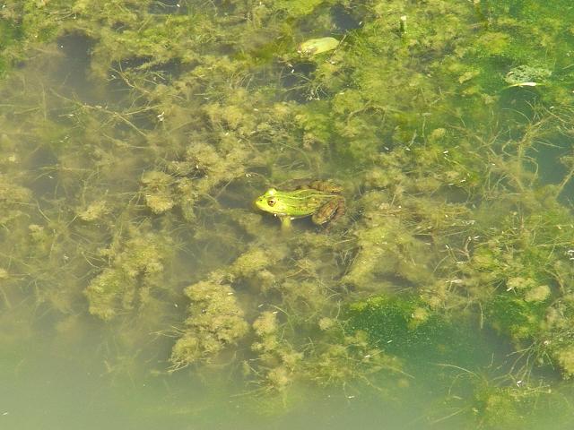 un tributo alle rane verdi - Pelophylax sp. (Lazio)